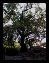 Pirul Chapultepec